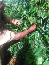 Sumatra Mandheling - Green Coffee Beans